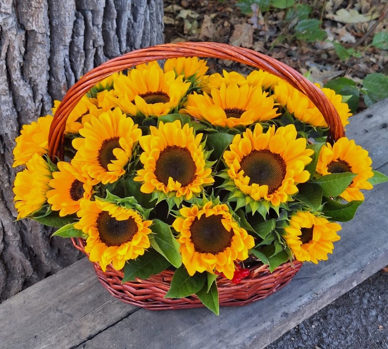 Sunshine in a Basket