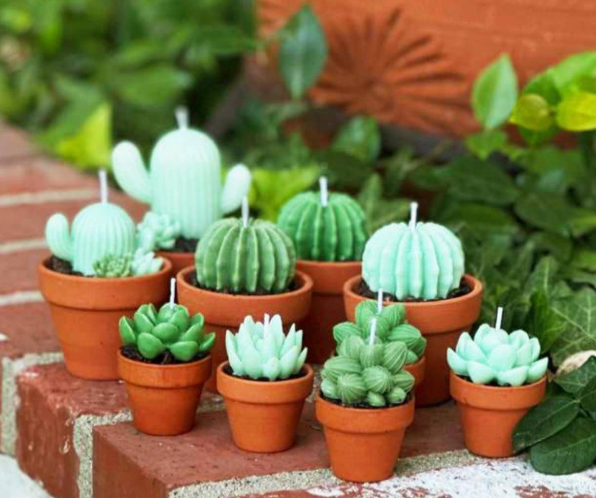 Eco-Friendly Handmade Succulent Candles