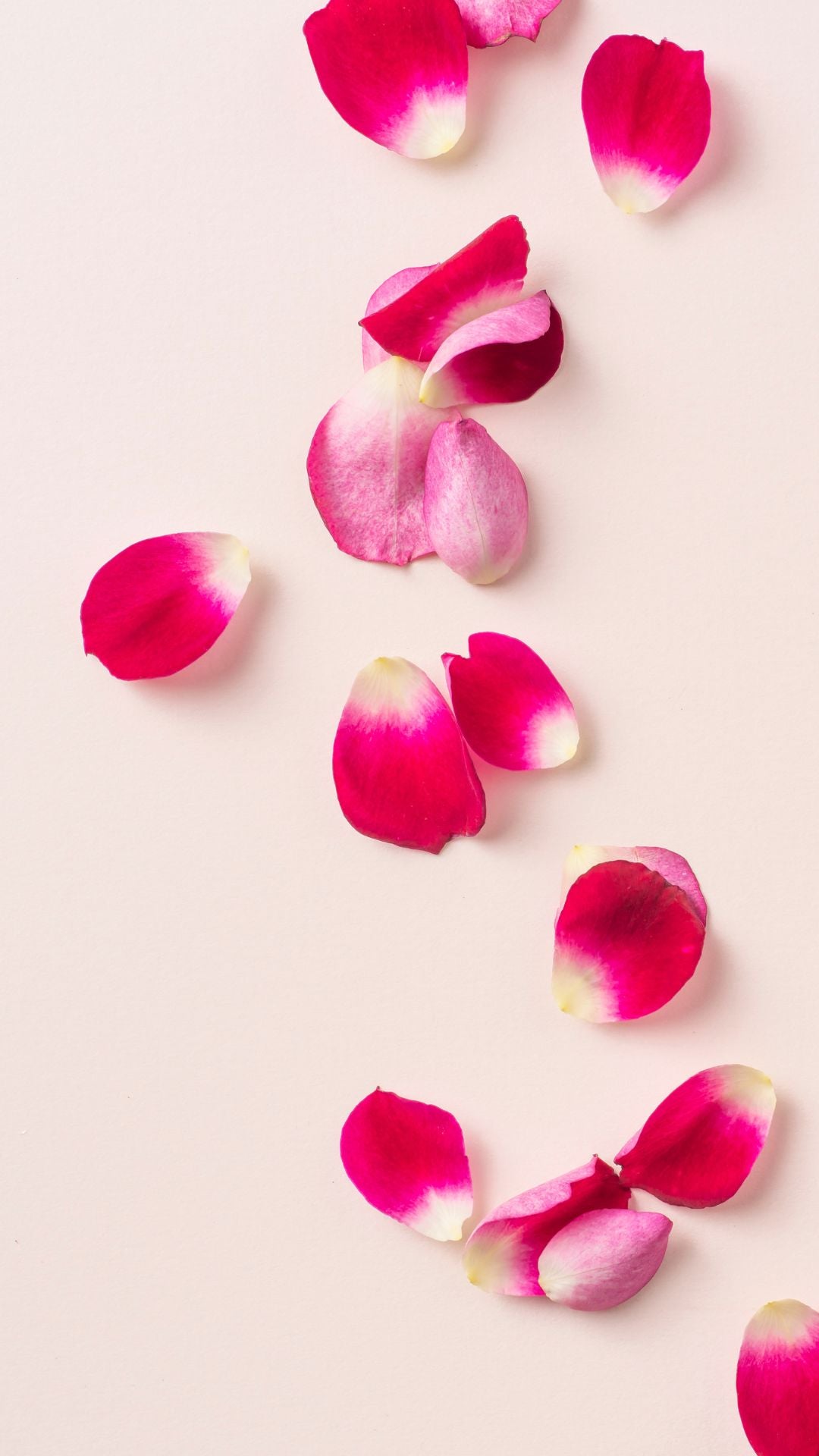 rose_03.jpg